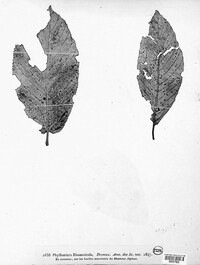 Phyllosticta rhamnicola image